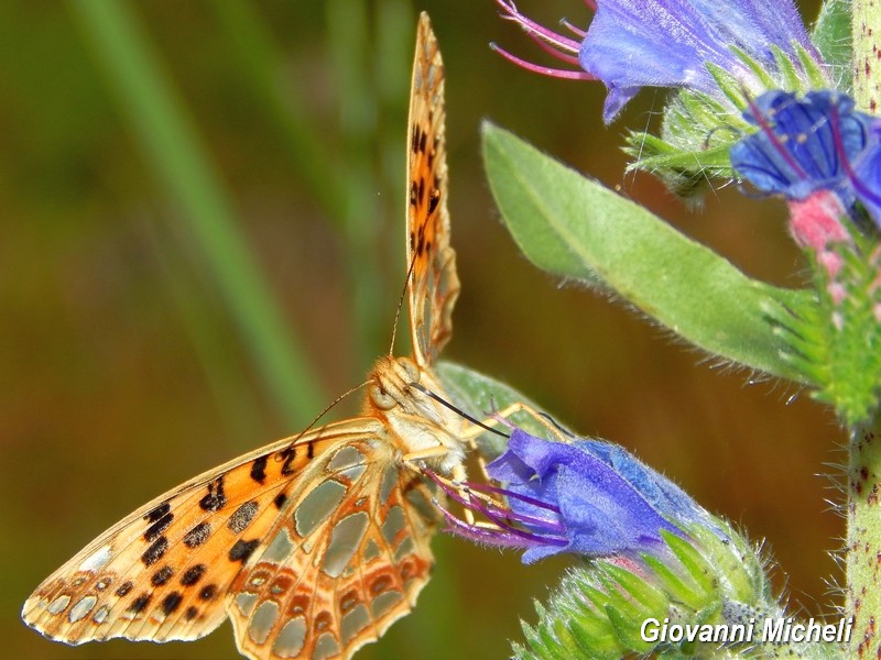 Alla ricerca del Satyrium pruni